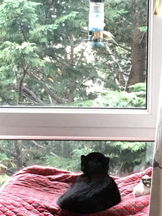 Olaf staring at a bird by the window